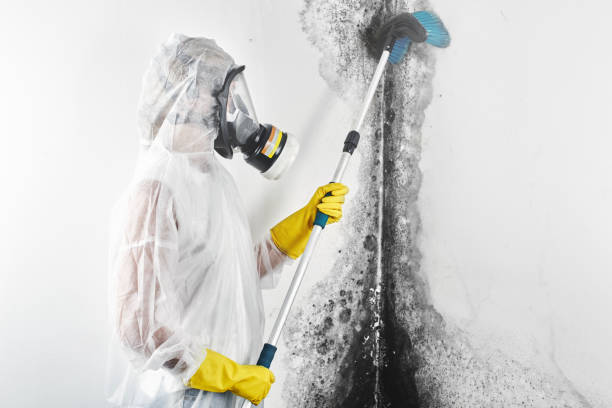Forensic Mold Investigation in Butte, MT